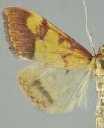 Pyrausta perrubralis