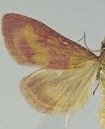 Pyrausta laticlavia