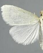 Udea vacunalis