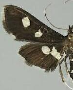 Desmia funeralis