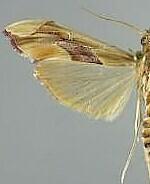 Agathodes monstralis