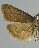 Diastictis caecalis