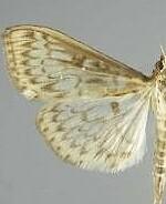 Herpetogramma pertextalis