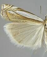 Crambus pascuella