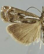 Crambus alienellus