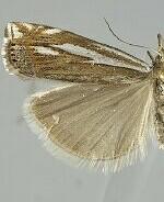 Crambus whitmerellus