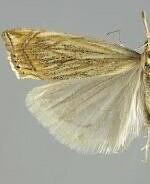 Crambus gausapalis