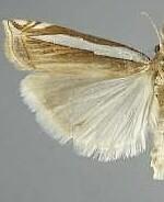 Crambus cypridalis