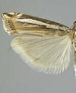 Crambus occidentalis