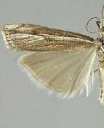 Crambus rickseckerellus