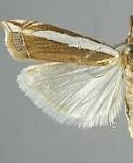 Crambus sperryellus