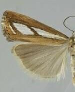 Catoptria latiradiellus