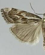 Catoptria oregonicus