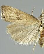 Parapediasia teterrellus