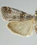 Oneida luniferella