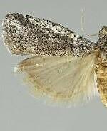 Acrobasis comptella