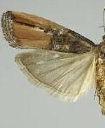 Dasypyga alternosquamella