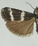 Catastia bistriatella