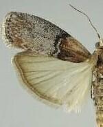 Sciota basilaris