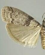 Sciota bifasciella