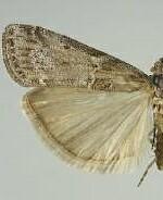 Telethusia ovalis