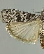 Dioryctria abietivorella