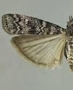 Dioryctria abietivorella