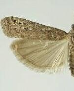 Eumysia pallidipennella