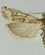 Ancylosis morrisonella