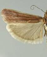 Ancylosis albipenella