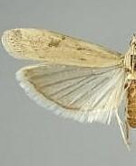 Homoeosoma electella