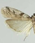 Laetilia dilatifasciella