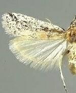 Rostrolaetilia minimella