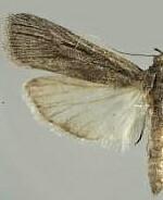 Cahela ponderosella