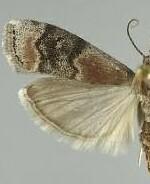 Euzophera semifuneralis