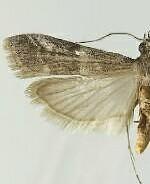 Sosipatra thurberiae