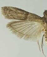 Cadra cautella