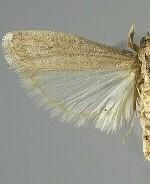 Cadra figulilella