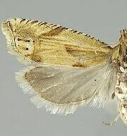 Eucosma clementeana