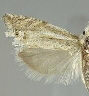 Eucosma pallidarcis