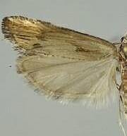 Eucosma offectalis