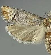 Eucosma bucephaloides