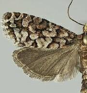 Eucopina siskiyouana