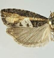 Epinotia solandriana