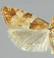 Epinotia castaneana