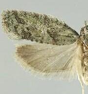 Epinotia hopkinsana