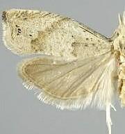 Epinotia subplicana