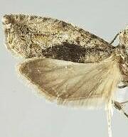 Epinotia nisella