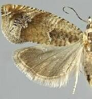 Epinotia terracoctana