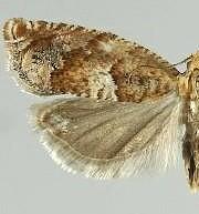 Epinotia miscana